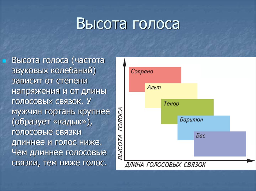 Образец мужского голоса